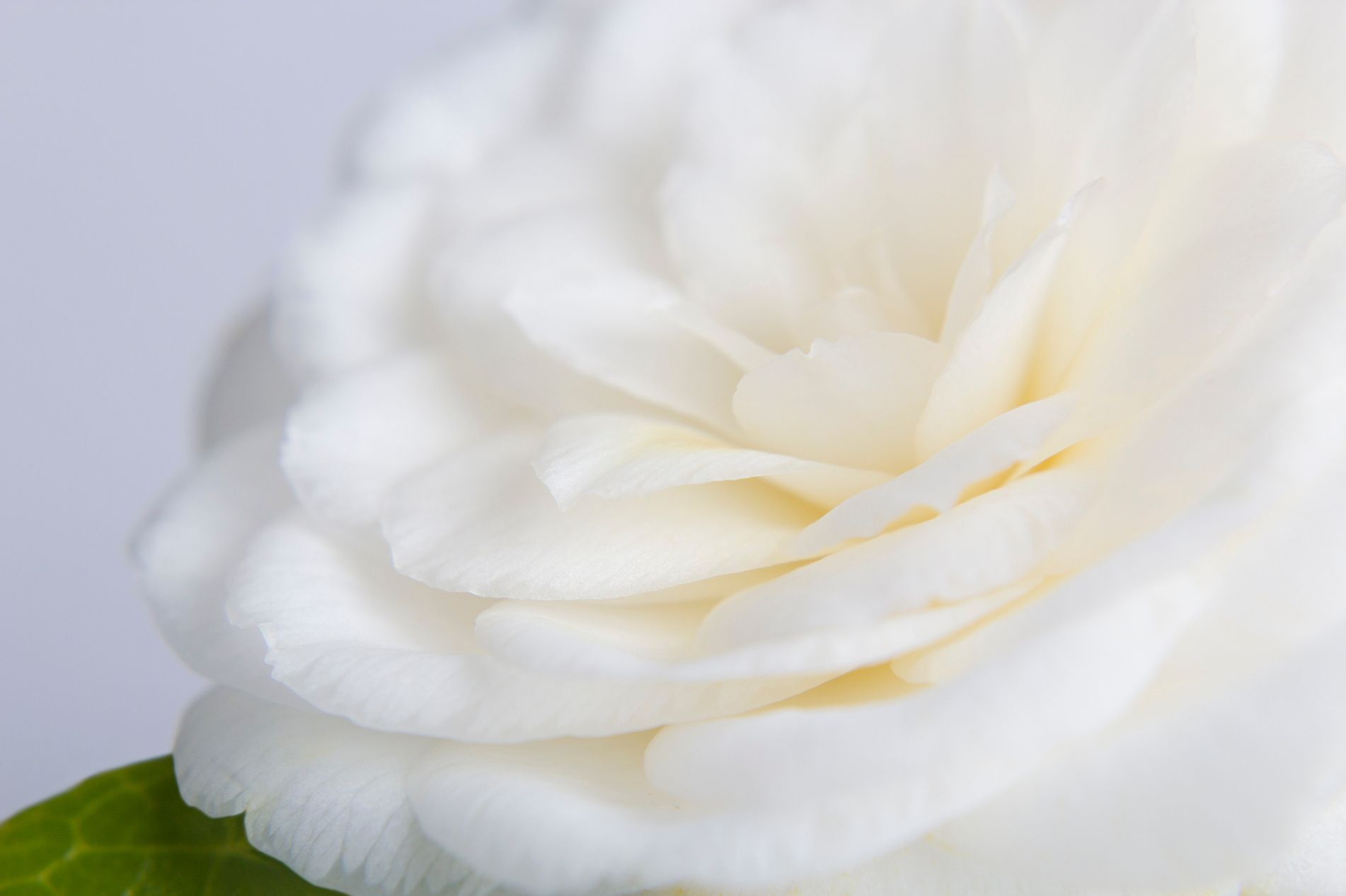 Camelia flower
