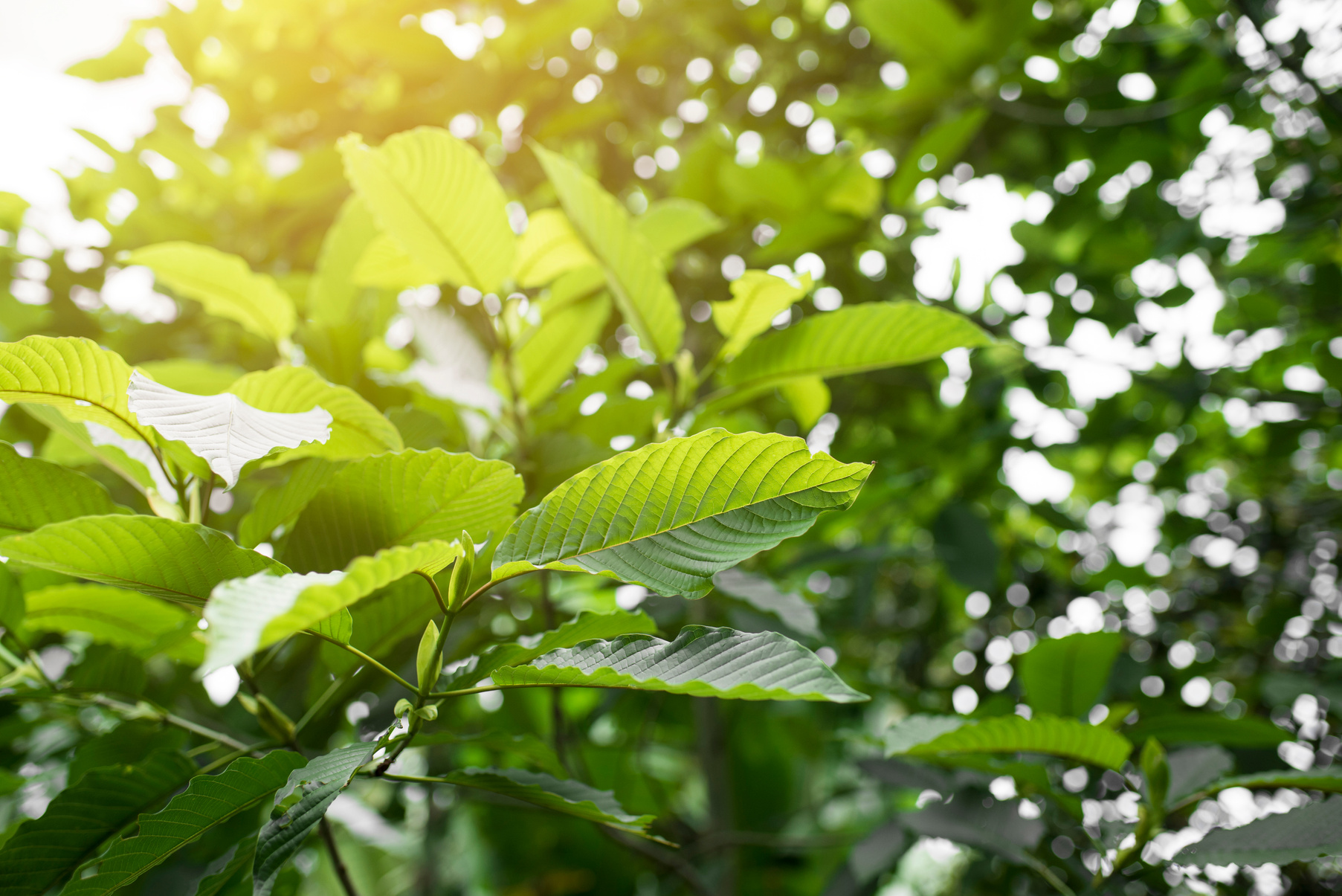 Mitragyna speciosa (Kratom leaves) Close up picture, Plant in thailand, Kratom herbal at thailand
